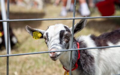 Miller’s Petting Zoo