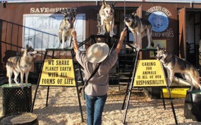 Wolves of the World